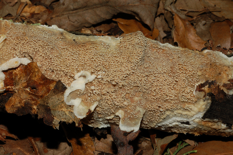 Aphyll.dalle colline di Mondeggi (Radulomyces molaris)